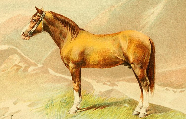 Cavallo Karabakh Cavallo Karabakh
