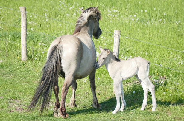 Cavallo Konik con puledro Cavallo Konik con puledro