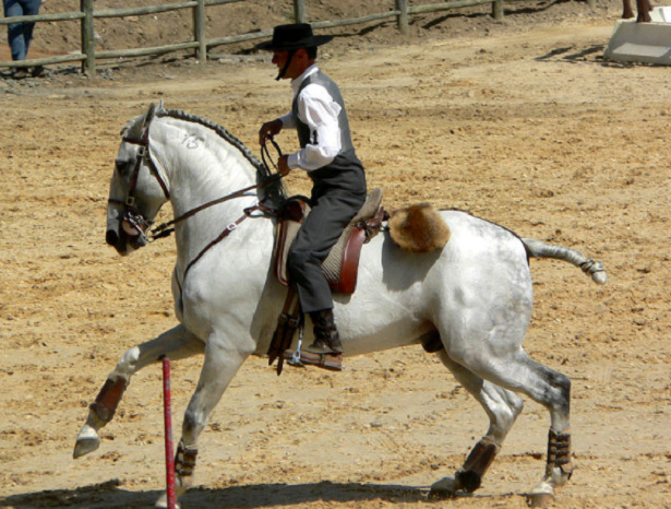 cavallo lusitano