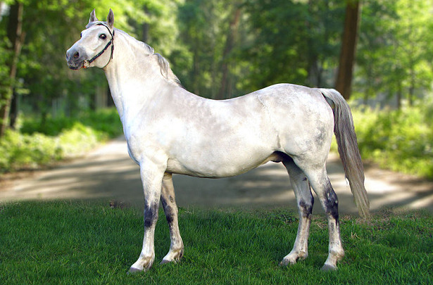 cavallo orlov