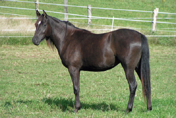 cavallo quarab scuro