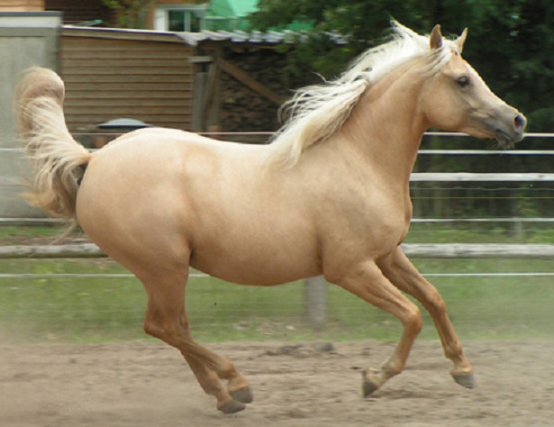 cavallo quarab cavallo quarab