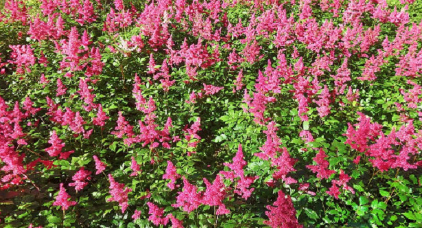 cespuglio astilbe cespuglio astilbe