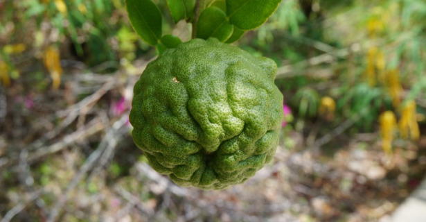 Combava frutto Combava frutto