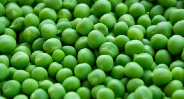 come seminare il pisello