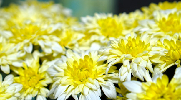 crisantemi-margherita