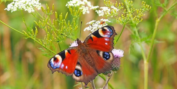 farfalla ciclo di vita