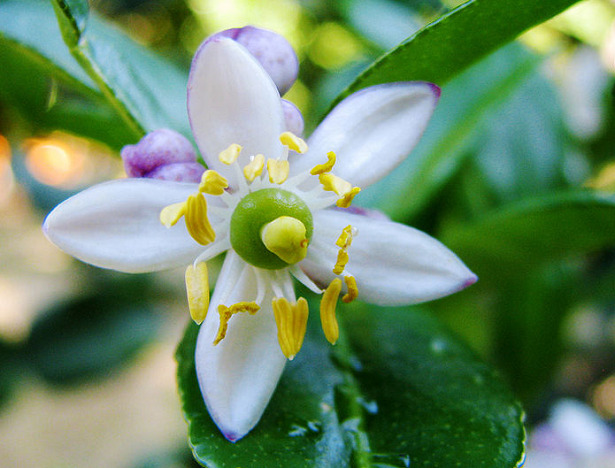 fiore combava fiore combava