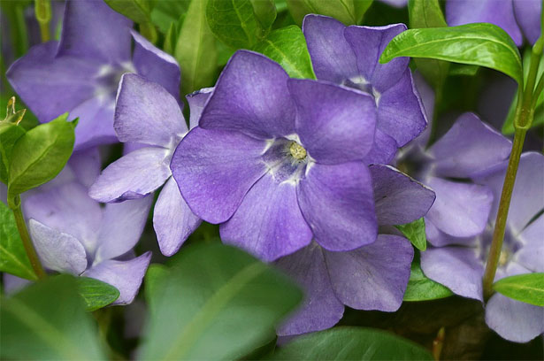 fiori di pervinca
