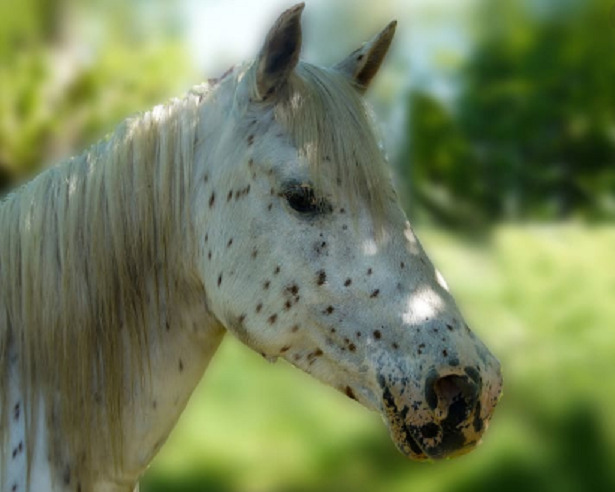 muso Cavallo Knabstrup