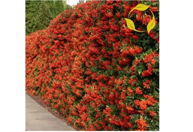 Pyracantha amazon