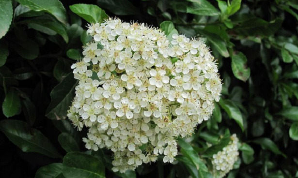 Pyracantha fiori