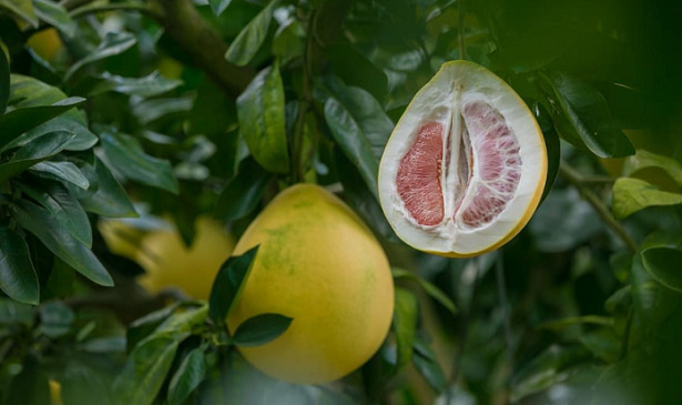 Pomelo Albero