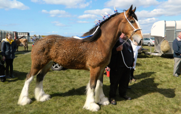 razze docili clydesdale