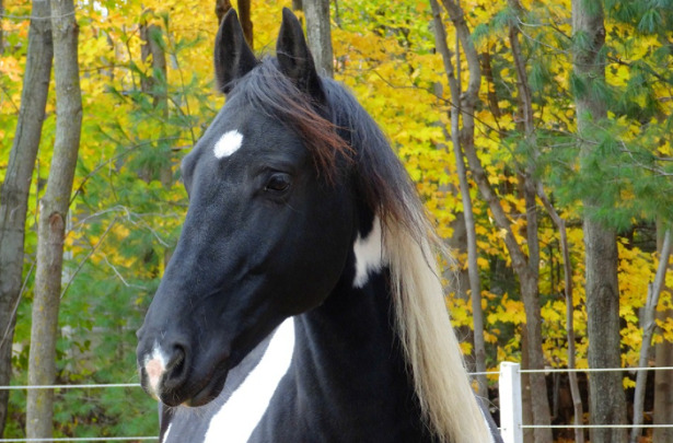 razze docili Frisone