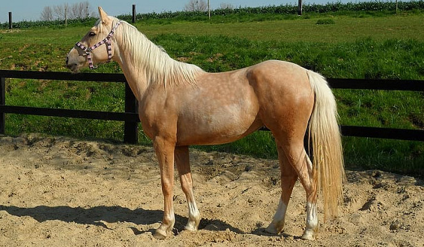 razze docili palomino