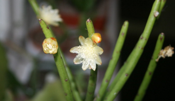Rhipsalis fiore