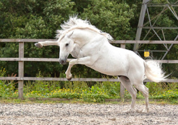 salto cavallo lusitano