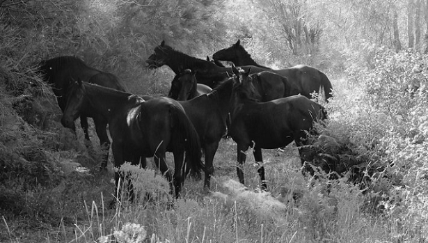 Sanfratellano cavallo