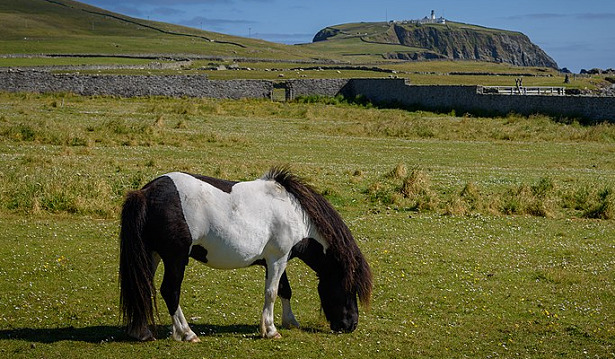 shetland al pascolo