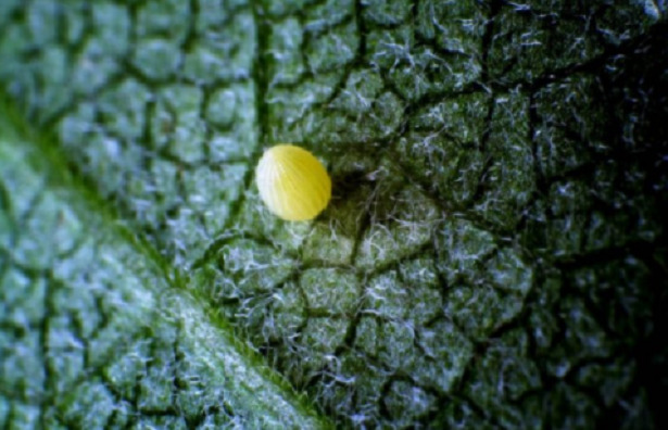 Uova di farfalla Uova di farfalla