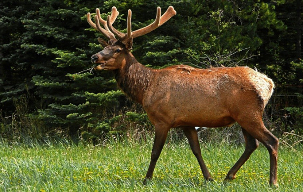 animali che migrano cervo