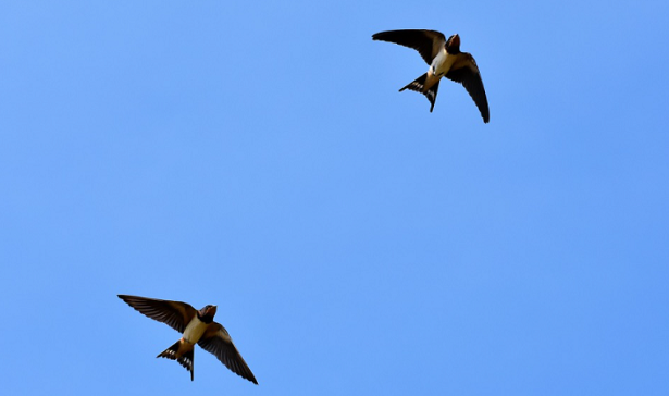 animali che migrano rondini