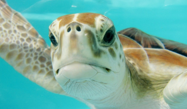 animali che migrano tartarughe