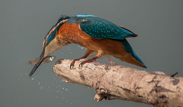 animali da fiume pescatore