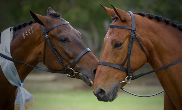 cavalli trottatori americani cavalli trottatori americani