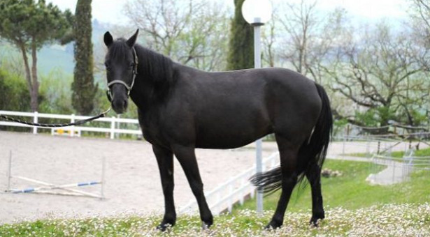 Cavallino di Monterufoli