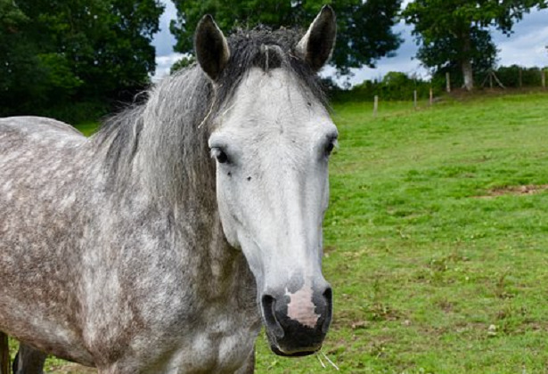 cavallo connemara muso