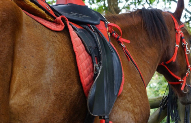 cavallo sella italiano groppa cavallo sella italiano groppa