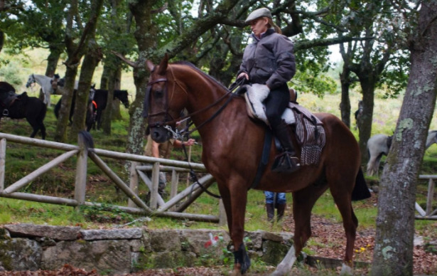 cavallo sella italiano