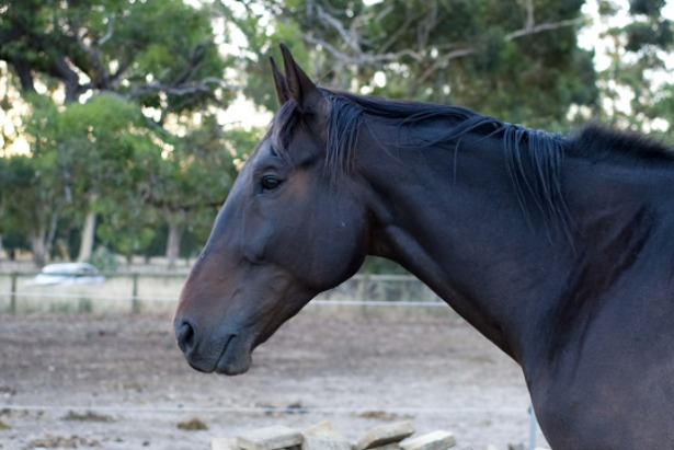 cavallo trottatore americano
