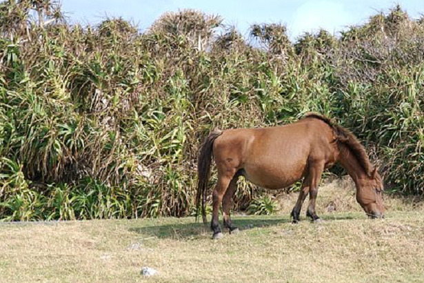 Cavallo Yonaguni pascolo