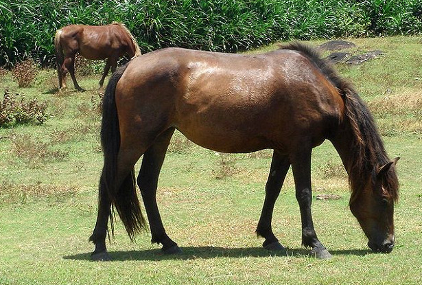 Cavallo Yonaguni