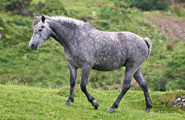 cavallo connemara cavallo connemara
