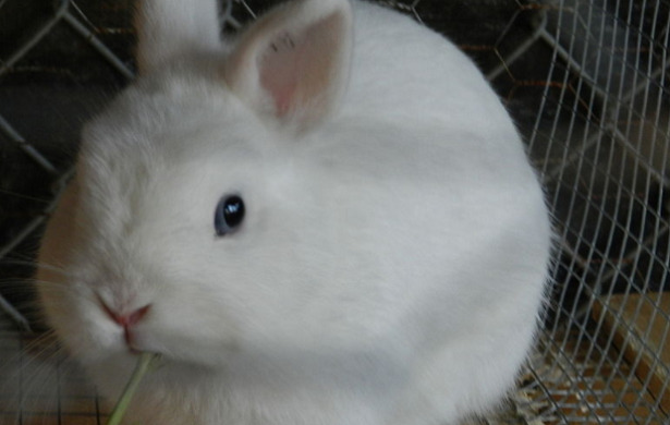 coniglio ermellino coniglio ermellino