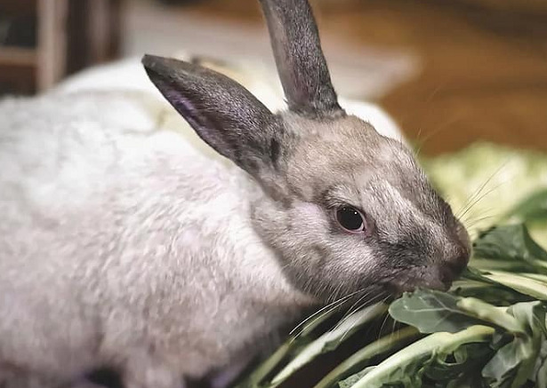 coniglio nano domestico coniglio nano domestico