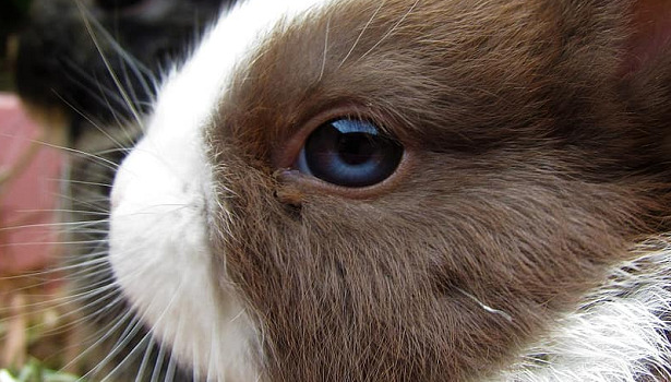 Coniglio Nano Olandese