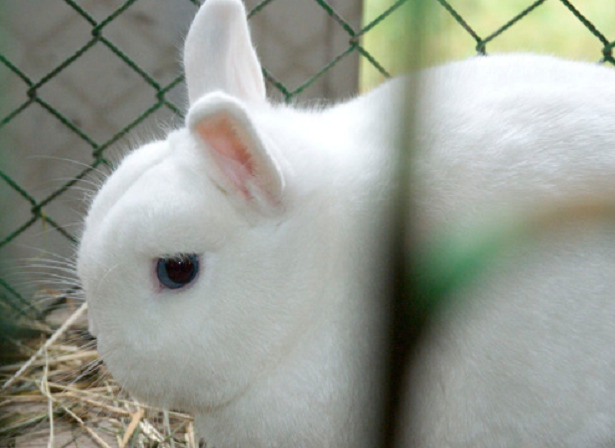 coniglio polacco coniglio polacco