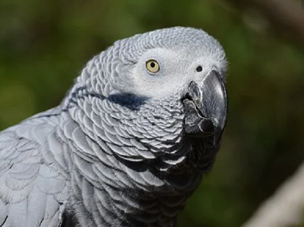 pappagallo cenerino pappagallo cenerino