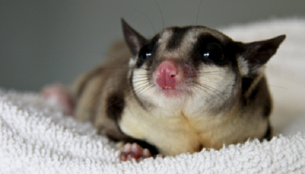 petauro dello zucchero petauro dello zucchero