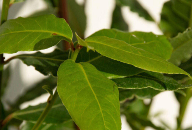 siepi da freddo alloro siepi da freddo alloro