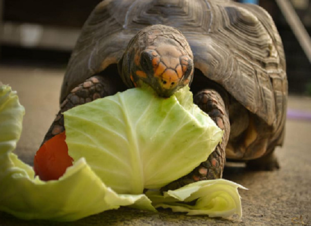 tartaruga di terra tartaruga di terra