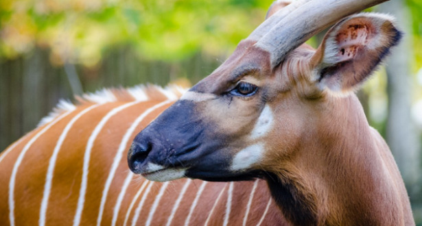 animali con righe antilope bongo