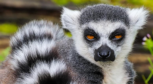 animali con righe lemure