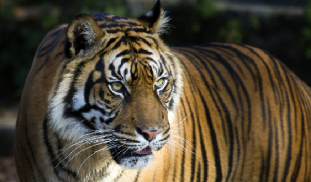 animali con righe tigre