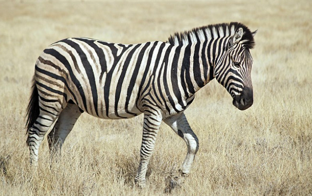 animali con righe zebra